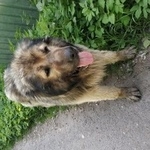 Подробнее об объявлении «Найдена собака кавказская овчарка Подольск» Фото: найдена собака Кавказская овчарка «Найдена собака кавказская овчарка Подольск» в г. Подольск