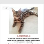 Подробнее об объявлении «Пропал кот Истра» Фото: пропала кошка Бенгальская «Пропал кот Истра» в г. Истра