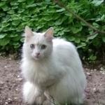 Подробнее об объявлении «Москва Найдена кошка (кот?) белоснежная, похожа на ангору» Фото: найдена кошка  «Москва Найдена кошка (кот?) белоснежная, похожа...» в г. Москва
