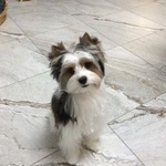 Подробнее об объявлении «Анапа Пропала собака кобель  sos  помогите» Фото: пропала собака  «Анапа Пропала собака кобель  sos  помогите» в г. Анапа