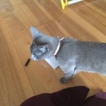 Подробнее об объявлении «Москва Найдена кошка серая кошка, район м. курская» Фото: найдена кошка  «Москва Найдена кошка серая кошка, район м. курская» в г. Москва