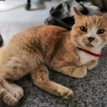 Подробнее об объявлении «Москва Найдена кошка картмазово» Фото: найдена кошка  «Москва Найдена кошка картмазово» в г. Москва