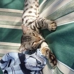 Подробнее об объявлении «Найден кот бенгалец Мытищи» Фото: найдена кошка Бенгальская «Найден кот бенгалец Мытищи» в г. Мытищи