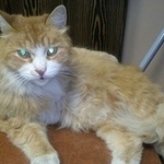 Подробнее об объявлении «Пропал кот  Москва» Фото: пропала кошка  «Пропал кот  Москва» в г. Москва