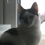 Подробнее об объявлении «Пропала кошка Москва» Фото: пропала кошка  «Пропала кошка Москва» в г. Москва