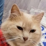 Подробнее об объявлении «Пропала кошка персикого цвета Воскресенск» Фото: пропала кошка  «Пропала кошка персикого цвета Воскресенск» в г. Воскресенск