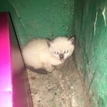 Подробнее об объявлении «Найдена кошка Курган» Фото: найдена кошка  «Найдена кошка Курган» в г. Курган