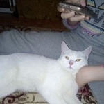 Подробнее об объявлении «Найдена кошка Курган» Фото: найдена кошка  «Найдена кошка Курган» в г. Курган