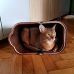 Подробнее об объявлении «Пропала кошка Краснодар» Фото: пропала кошка Абиссинская «Пропала кошка Краснодар» в г. Краснодар