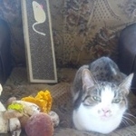 Подробнее об объявлении «Пропала кошка Мытищи» Фото: пропала кошка  «Пропала кошка Мытищи» в г. Мытищи