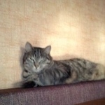 Подробнее об объявлении «Мошково Пропал кот кто увидит, пожалуйста позвоните» Фото: пропала кошка Курильский бобтейл «Мошково Пропал кот кто увидит, пожалуйста...» в г. Мошково