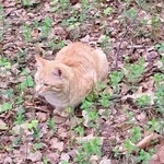 Подробнее об объявлении «Тюмень Найдена кошка или кот» Фото: найдена кошка  «Тюмень Найдена кошка или кот» в г. Тюмень