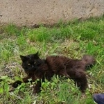 Подробнее об объявлении «Москва Найден кот» Фото: найдена кошка  «Москва Найден кот» в г. Москва