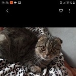 Подробнее об объявлении «Воронеж Пропала кошка» Фото: пропала кошка  «Воронеж Пропала кошка» в г. Воронеж