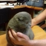 Подробнее об объявлении «Москва Найдена кошка британка» Фото: найдена кошка Британская короткошерстная «Москва Найдена кошка британка» в г. Москва