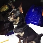 Подробнее об объявлении «Пропала собака кобель Санкт-Петербург» Фото: пропала собака Чихуахуа «Пропала собака кобель Санкт-Петербург» в г. Санкт-Петербург