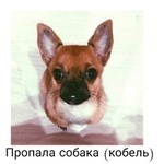 Подробнее об объявлении «Пропала собака кобель Москва» Фото: пропала собака Чихуахуа «Пропала собака кобель Москва» в г. Москва