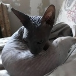 Подробнее об объявлении «Найдена кошка Курган» Фото: найдена кошка  «Найдена кошка Курган» в г. Курган