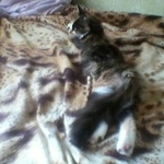 Подробнее об объявлении «Пропала кошка Смоленск» Фото: пропала кошка  «Пропала кошка Смоленск» в г. Смоленск