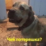 Подробнее об объявлении «Найдена кошка Ростов-на-Дону» Фото: найдена кошка  «Найдена кошка Ростов-на-Дону» в г. Ростов-на-Дону