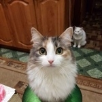 Подробнее об объявлении «Электроугли Пропала кошка» Фото: пропала кошка  «Электроугли Пропала кошка» в г. Электроугли