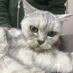 Подробнее об объявлении «Москва Найдена кошка домашняя британка» Фото: найдена кошка Британская короткошерстная «Москва Найдена кошка домашняя британка» в г. Москва