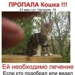 Подробнее об объявлении «Пропала кошка Можайск» Фото: пропала кошка  «Пропала кошка Можайск» в г. Можайск