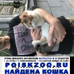 Подробнее об объявлении «Москва Найдена кошка» Фото: найдена кошка  «Москва Найдена кошка» в г. Москва