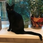 Подробнее об объявлении «Химки Найдена кошка 25.05.19 кошка черная породистая» Фото: найдена кошка Бомбейская «Химки Найдена кошка 25.05.19 кошка черная...» в г. Химки