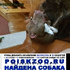 Подробнее об объявлении «Найдена собака Красногорск» Фото: найдена собака Стаффордширский бультерьер «Найдена собака Красногорск» в г. Красногорск