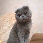 Подробнее об объявлении «Пропал кот серый шотландец братеево Москва» Фото: пропала кошка  «Пропал кот серый шотландец братеево Москва» в г. Москва