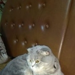 Подробнее об объявлении «Пропала кошка Михайлов» Фото: пропала кошка Скоттиш фолд (шотландская вислоухая) «Пропала кошка Михайлов» в г. Михайлов