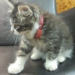 Подробнее об объявлении «Москва Найдена кошка в красном ошейнике - мес» Фото: найдена кошка  «Москва Найдена кошка в красном ошейнике - мес» в г. Москва