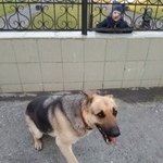 Подробнее об объявлении «Найдена собака Курган» Фото: найдена собака  «Найдена собака Курган» в г. Курган