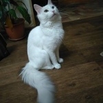Подробнее об объявлении «Ангарск Пропал кот белого цвета» Фото: пропала кошка Турецкая ангора «Ангарск Пропал кот белого цвета» в г. Ангарск