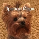 Подробнее об объявлении «Пропала собака йорк ляля Троицк» Фото: пропала собака Йоркширский терьер «Пропала собака йорк ляля Троицк» в г. Троицк