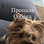Подробнее об объявлении «Пропала собака Москва» Фото: пропала собака Йоркширский терьер «Пропала собака Москва» в г. Москва