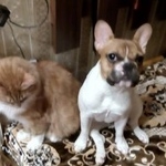 Подробнее об объявлении «Пропала собака Санкт-Петербург» Фото: пропала собака Французский бульдог «Пропала собака Санкт-Петербург» в г. Санкт-Петербург