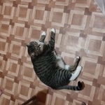 Подробнее об объявлении «Пропал кот упал из окна Москва» Фото: пропала кошка  «Пропал кот упал из окна Москва» в г. Москва