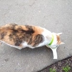 Подробнее об объявлении «Москва Найдена кошка» Фото: найдена кошка  «Москва Найдена кошка» в г. Москва