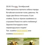 Подробнее об объявлении «Пропала собака китайская хохлатая голая девочка Новочеркасск» Фото: пропала собака Китайская хохлатая собака «Пропала собака китайская хохлатая голая девочка...» в г. Новочеркасск