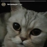 Подробнее об объявлении «Пропала кошка Москва» Фото: пропала кошка Британская короткошерстная «Пропала кошка Москва» в г. Москва