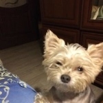 Подробнее об объявлении «Пропала собака кобель метис йорка Королев» Фото: пропала собака Йоркширский терьер «Пропала собака кобель метис йорка Королев» в г. Королев