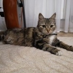 Подробнее об объявлении «Москва Найдена кошка братеево» Фото: найдена кошка  «Москва Найдена кошка братеево» в г. Москва