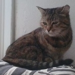 Подробнее об объявлении «Москва Найдена кошка» Фото: найдена кошка  «Москва Найдена кошка» в г. Москва