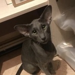 Подробнее об объявлении «Электроугли Пропал кот молодой кот» Фото: пропала кошка Ориентальная (восточная короткошерстная) «Электроугли Пропал кот молодой кот» в г. Электроугли