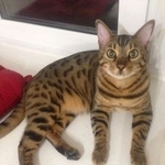 Подробнее об объявлении «Чехов Пропал кот бенгал» Фото: пропала кошка Бенгальская «Чехов Пропал кот бенгал» в г. Чехов