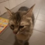 Подробнее об объявлении «Москва Найдена кошка» Фото: найдена кошка  «Москва Найдена кошка» в г. Москва