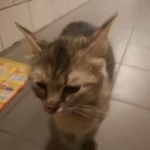 Подробнее об объявлении «Москва Найдена кошка» Фото: найдена кошка  «Москва Найдена кошка» в г. Москва