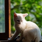 Подробнее об объявлении «Пропала кошка Москва» Фото: пропала кошка  «Пропала кошка Москва» в г. Москва